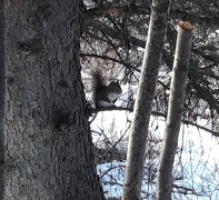 Cropped squirrel